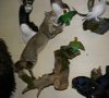 images/tassidermia-mammiferi-africa/