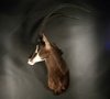 images/tassidermia-mammiferi-africa/