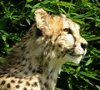images/tassidermia-mammiferi-africa/