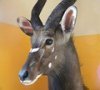 images/tassidermia-mammiferi-africa/
