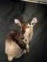images/tassidermia-mammiferi-africa/