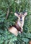 images/tassidermia-mammiferi-africa/