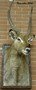 images/tassidermia-mammiferi-africa/