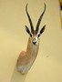 images/tassidermia-mammiferi-africa/