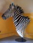 images/tassidermia-mammiferi-africa/