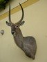 images/tassidermia-mammiferi-africa/
